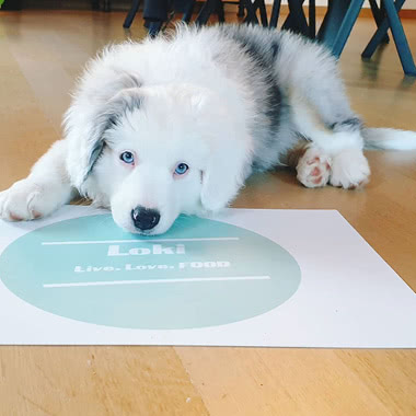 Cadeaux pour chien smartphoto #mysmartphoto